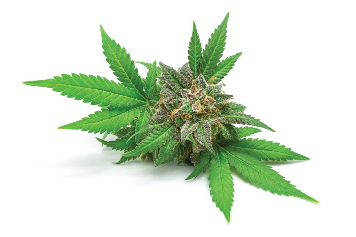 weed darknet market