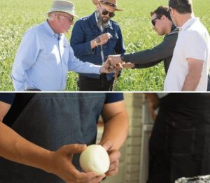 onions links
